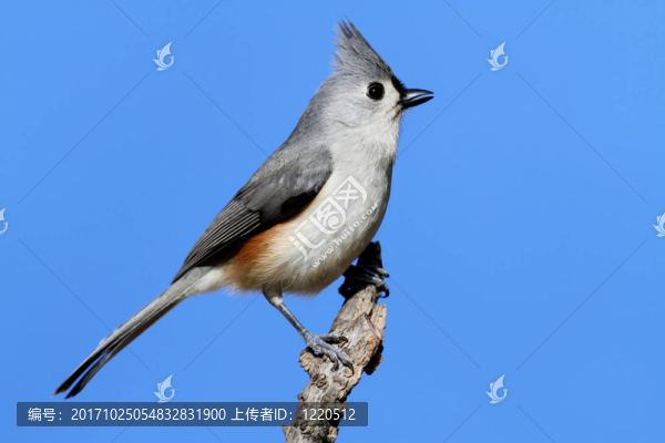 藍鳥