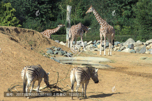 動(dòng)物園的長(zhǎng)頸鹿