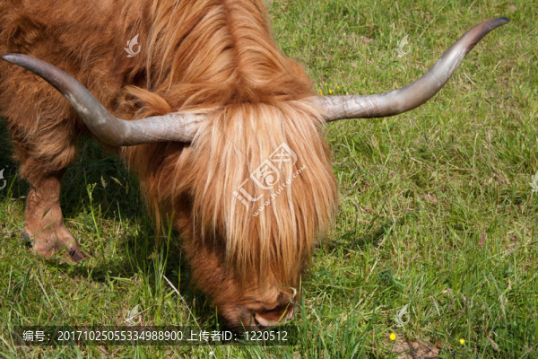 highlandcattle