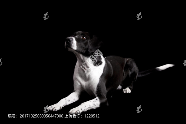 動物