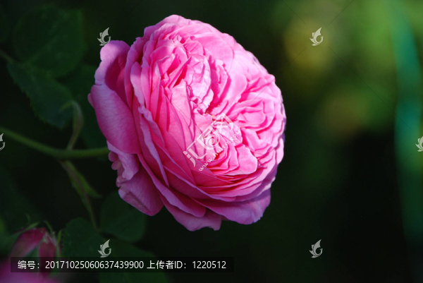 歷史的玫瑰