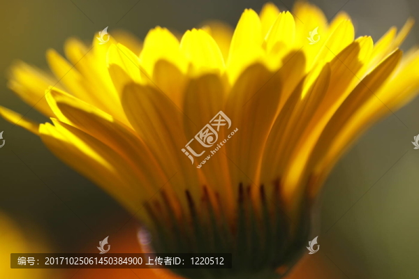 金盞花