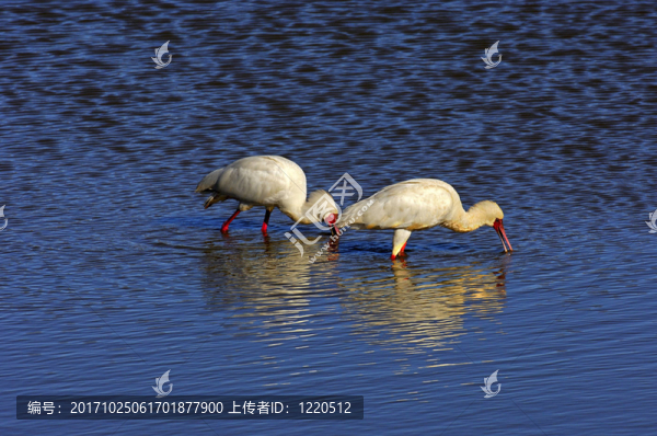 大葉釣，南非