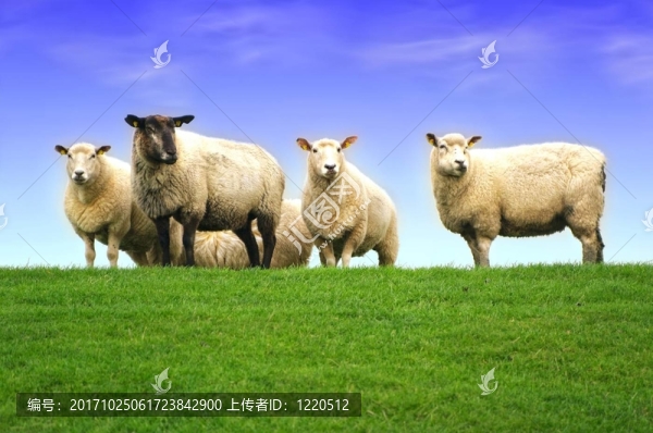 北海堤防上的羊