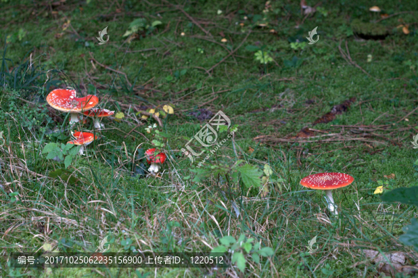 fliegenpilz,2