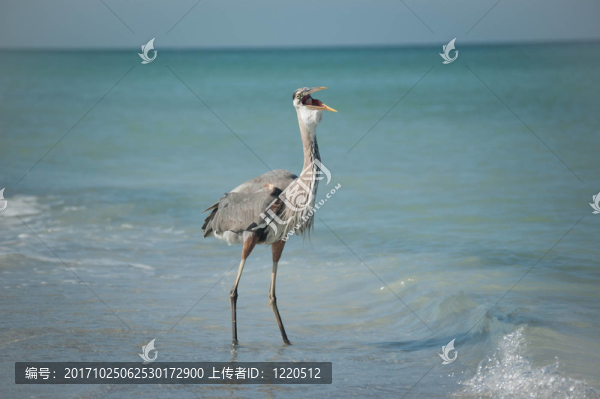 鳥
