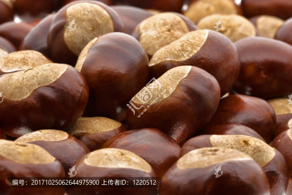 在秋天.....................栗子