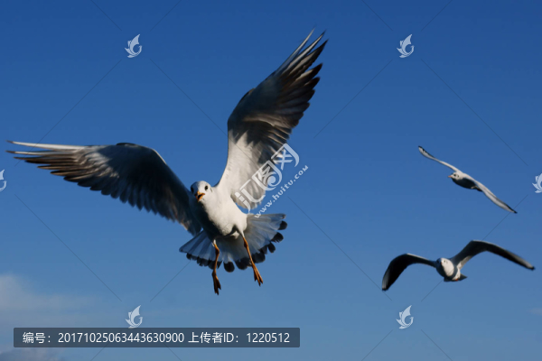 藍色