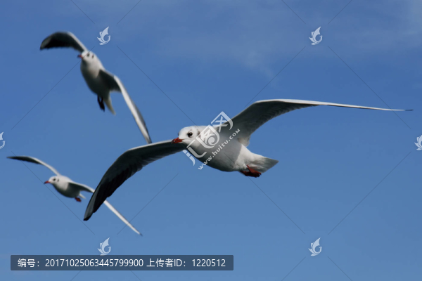 藍色
