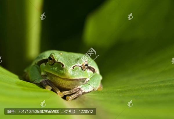 我是綠色契約…