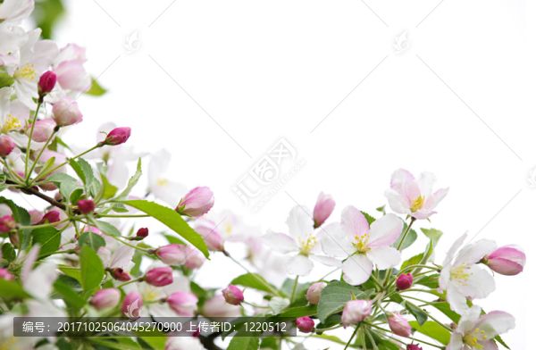開花