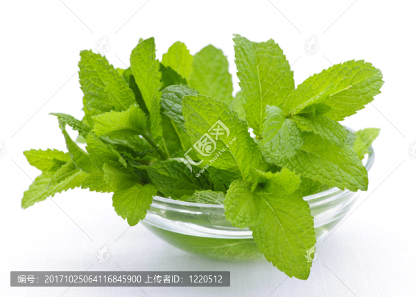 薄荷