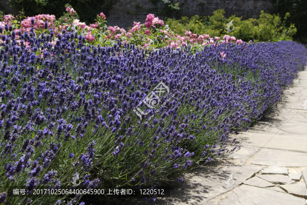 花卉
