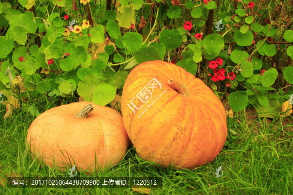 兩大南瓜