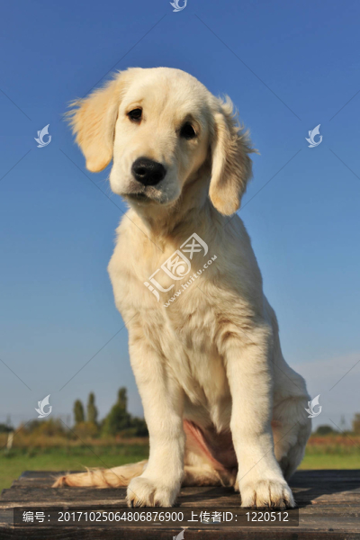 狗