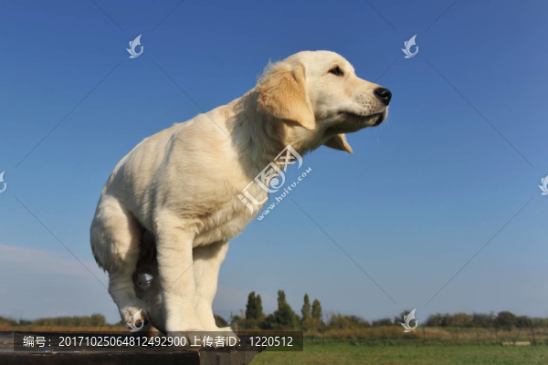 狗