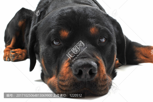 動物