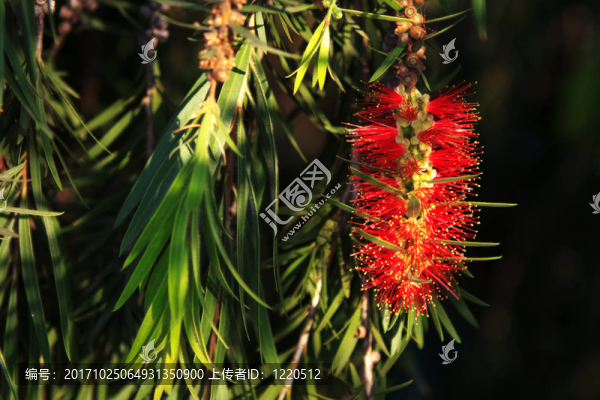花卉