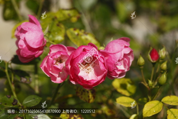 rosenblueten