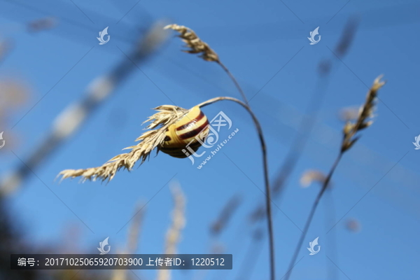 蝸牛