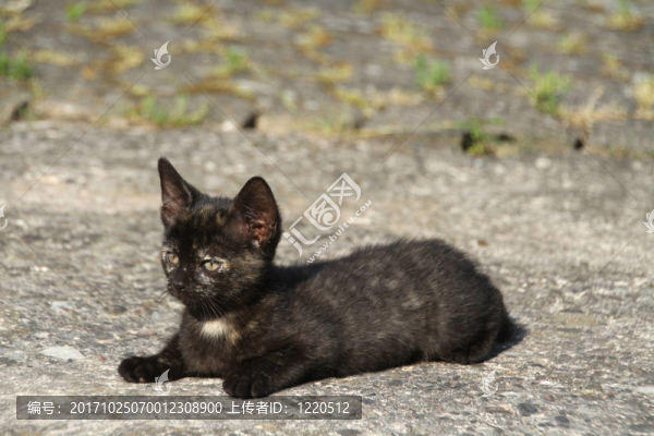 katzenbaby