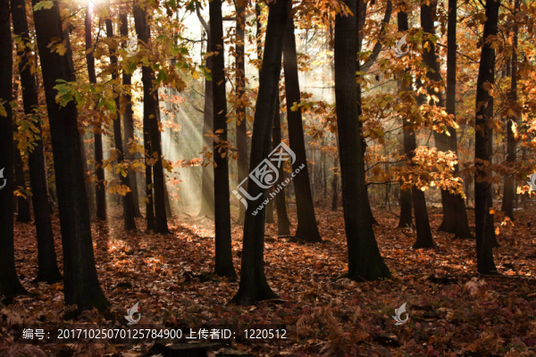 herbstwald早晨