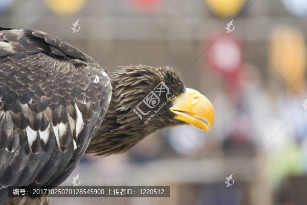 喙