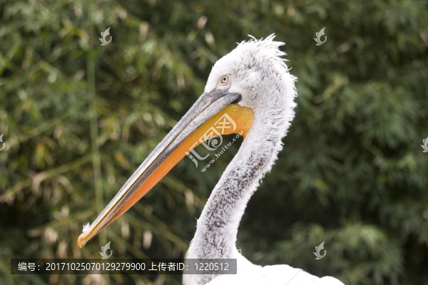 鳥