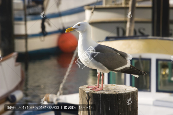 鳥