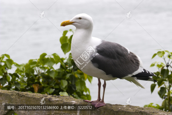 鳥