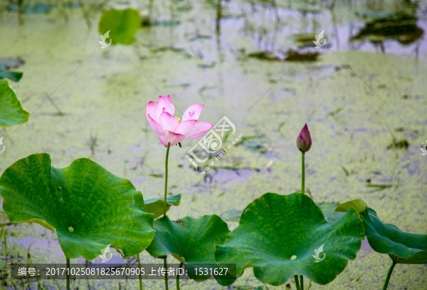 進坑荷花塘