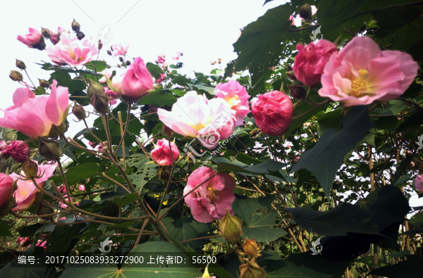 木本花卉