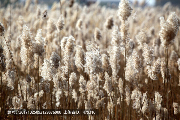 蘆葦,蘆葦叢,逆光蘆葦