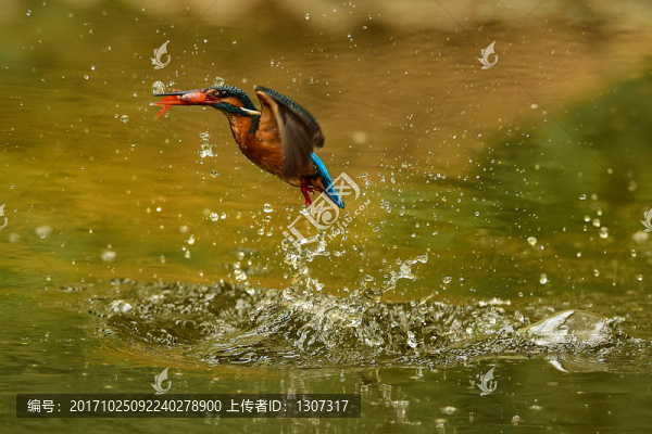 小翠叼魚出水