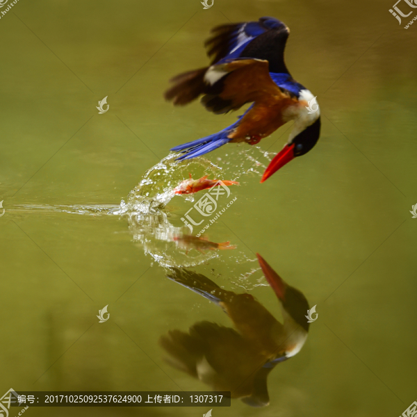 藍翡翠叼魚