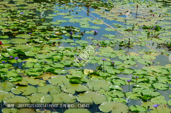 蓮花池