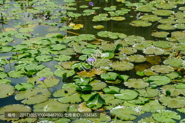 蓮花池