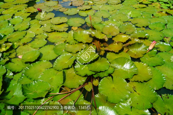 蓮花池