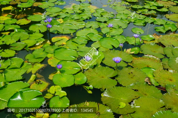 蓮花池