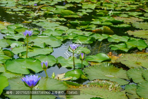 蓮花池
