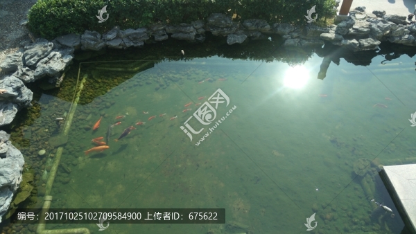 魚