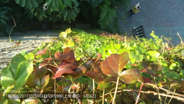 哈爾施塔特小鎮(zhèn)