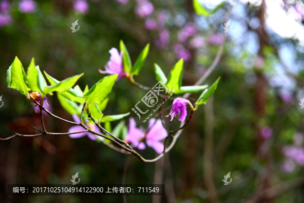 雁蕩山上植物
