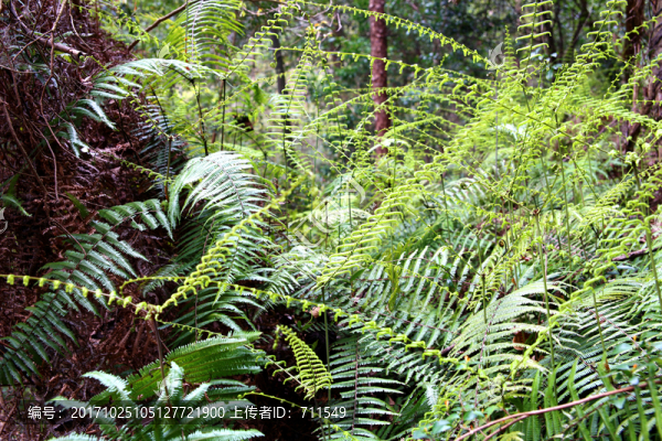 山區(qū)植物