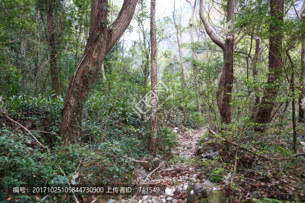山林小道