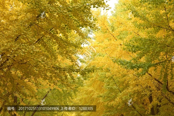 銀杏