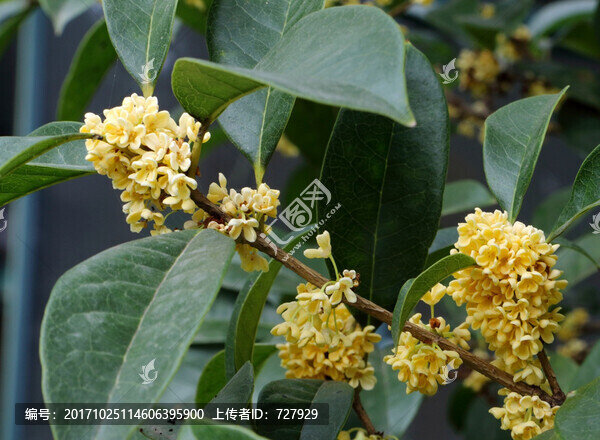 桂花