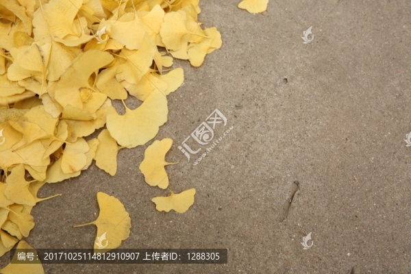 銀杏