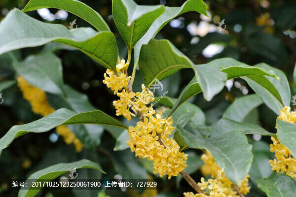 一枝桂花