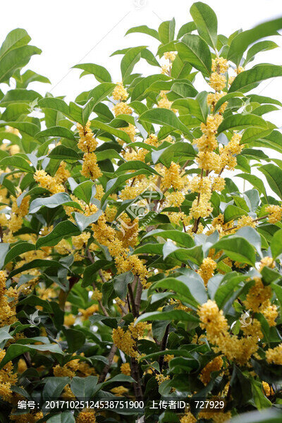 盛開(kāi)的桂花樹(shù)